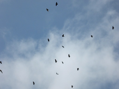 ravens and seagulls, Kiberick Cove