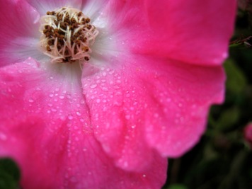 naturalised rose